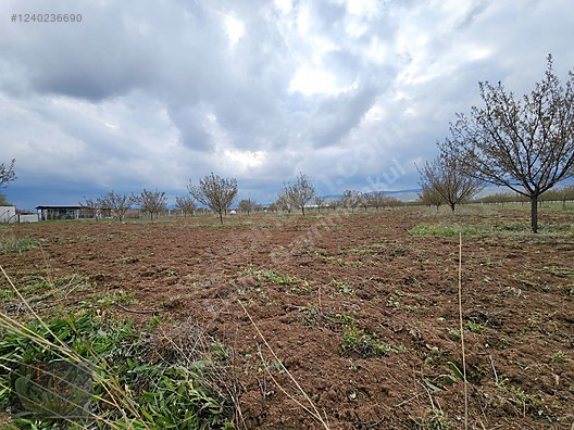 EMTİA'DAN BAHRİ DE 10 DÖNÜM TEK TAPU (4 YAŞINDA) KAYISI BAHÇESİ - MALATYA AKÇADAĞ fotoğraf 5