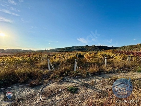 Kuşadası Değirmendere’de Satılık 12.400 m² Bağ, Zeytin ve Ceviz Bahçesi - AYDIN KUŞADASI fotoğraf 6