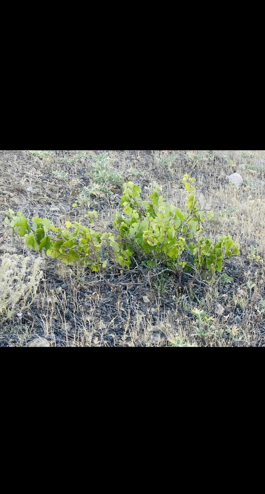 KONYA HADİM YELMEZ  KÖYÜNDE  2.817 M²  TARLA  SATILIKTIR - KONYA HADİM fotoğraf 7