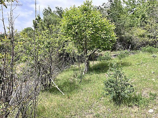   Karaman / Ermenek / Yalındal Köyü 809M² BAHÇE SATILIKTIR.  - KARAMAN ERMENEK fotoğraf 14