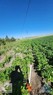 🚨 KÜTAHYA'DA ANAYOLA CEPHELİ 6.152 M² VERİMLİ TARLA 🚨 - KÜTAHYA MERKEZ fotoğraf 34