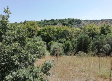 BURSA KARACABEY YEŞİLDERE KÖYÜNDE 3.600 M² TARLA SATILIKTIR - BURSA KARACABEY fotoğraf 12