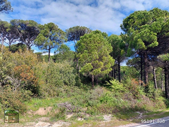 KOZAK HİSARKÖY MAH DE AYVALIK BERGAMA ANA ASFALTI KENARI 9100 M2 FISTIKLIKKOZAK  - İZMİR BERGAMA fotoğraf 4