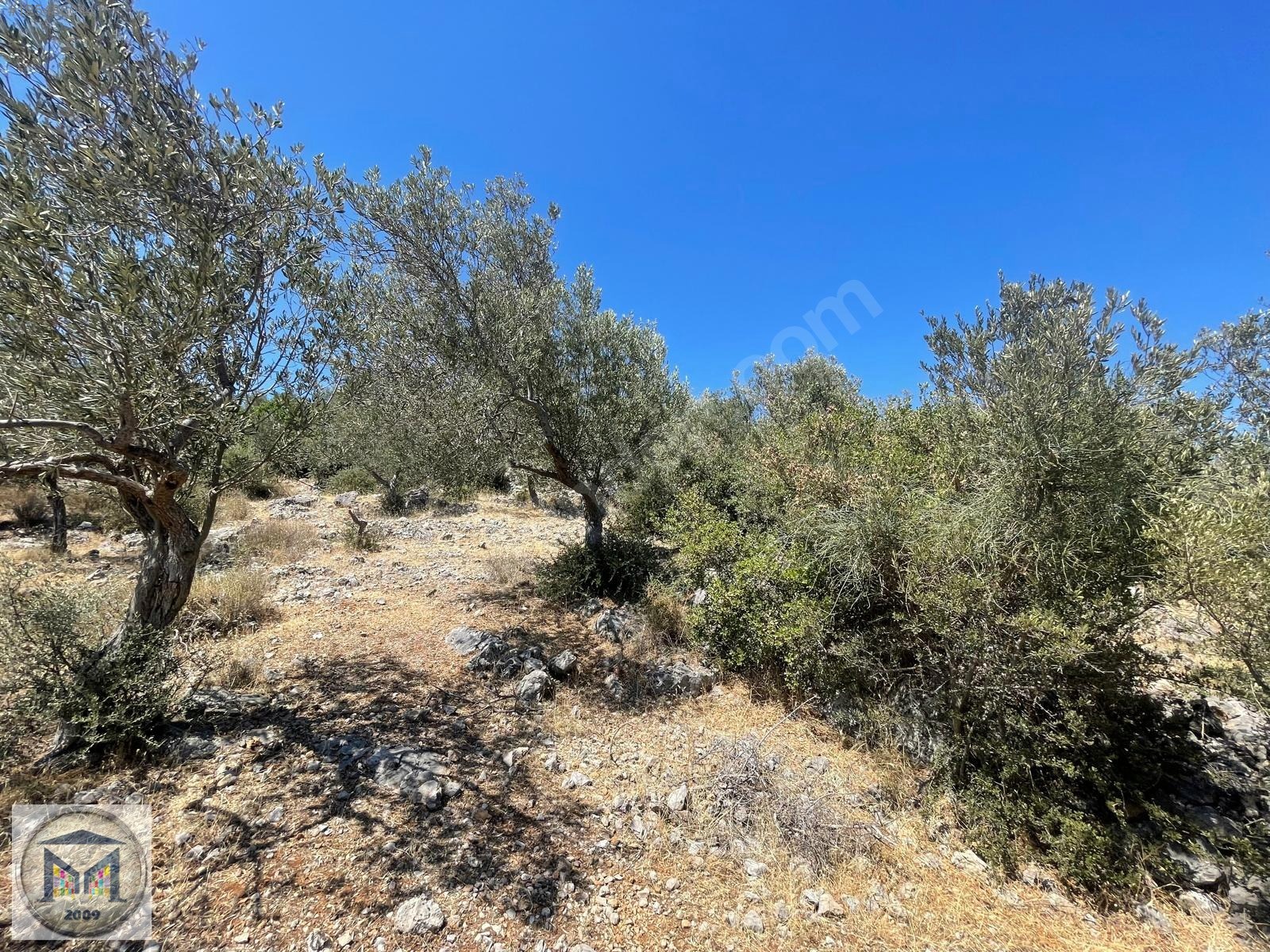 EDREMİT HEKİMZADE MAH İMARA YAKIN 3.500 M2 SATILIK ZEYTİNLİK - BALIKESİR EDREMİT fotoğraf 15