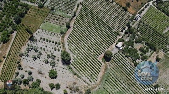 KUŞADASI KİRAZLI da SATILIK ÜZÜM BAĞI ANA YOLA YAKIN - AYDIN KUŞADASI fotoğraf 7