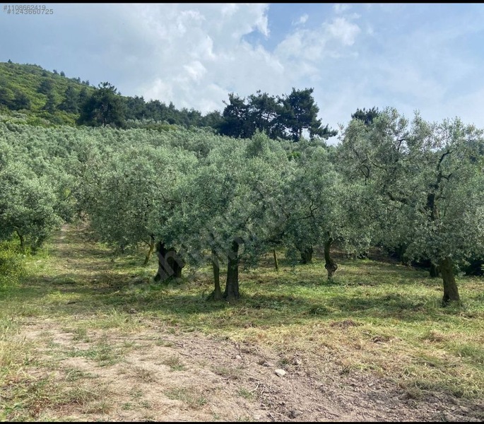 TOOG YANI KUPON ARSA - BURSA GEMLİK fotoğraf 2
