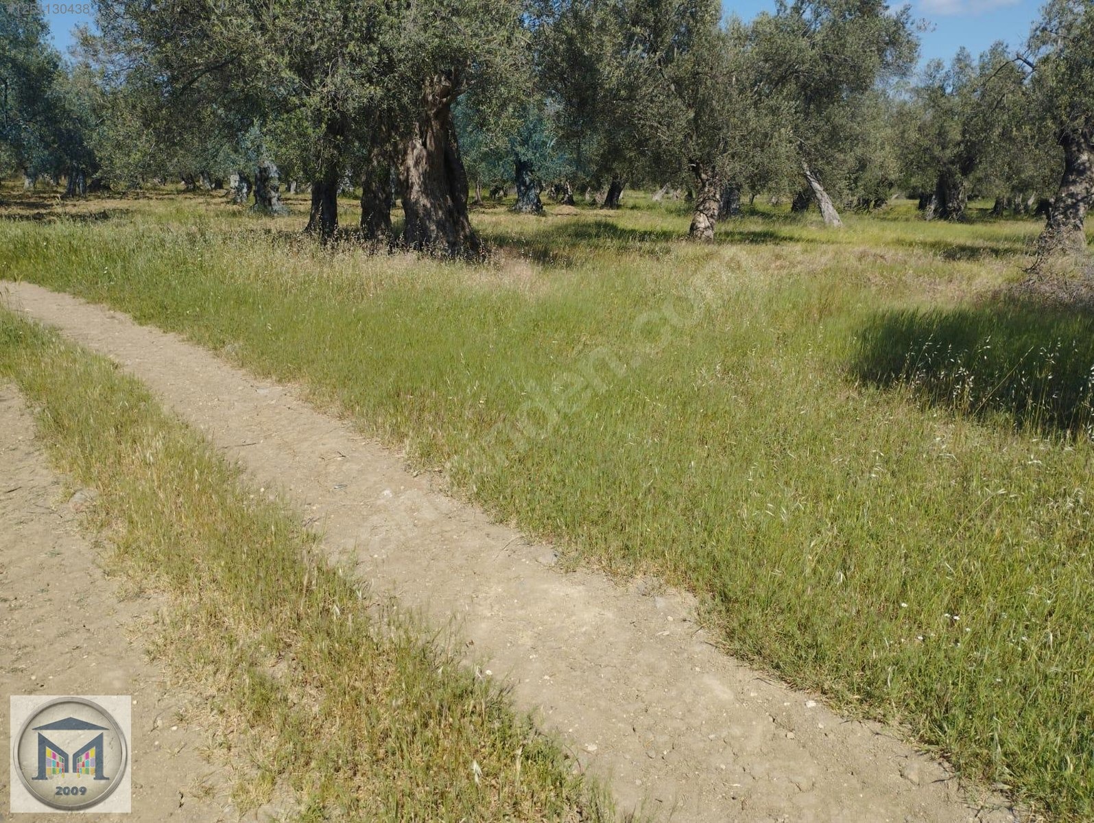 HAVRAN HAMAMBAŞI SATILIK 4.300 M2 ZEYTİNLİK - BALIKESİR HAVRAN fotoğraf 12