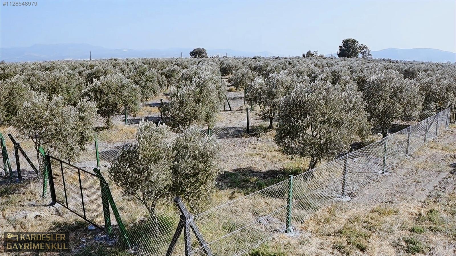 DAYIOĞLUNDA UYGUN FİYATLI SATILIK ZEYTİNLİ BAHÇE - MANİSA AKHİSAR fotoğraf 29