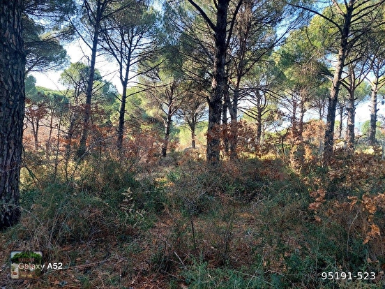 BERGAMA KOZAK YAYLASI YUKARIBEY KARAVELİLER MAH YOLUNDA 11920 m2 fıstıklık - İZMİR BERGAMA fotoğraf 3