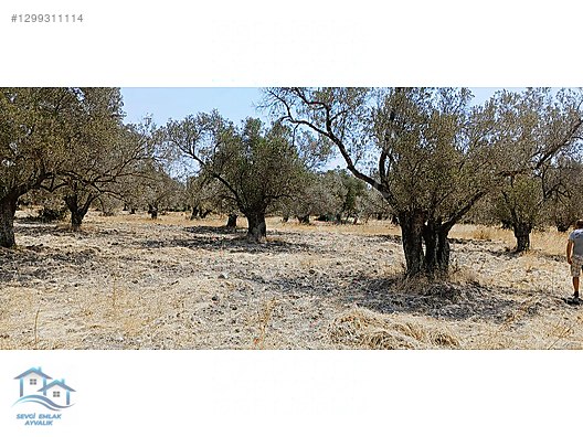 Ayvalık, Fethiye'de 5.451 m2 Satılık Zeytinlik - BALIKESİR AYVALIK fotoğraf 8