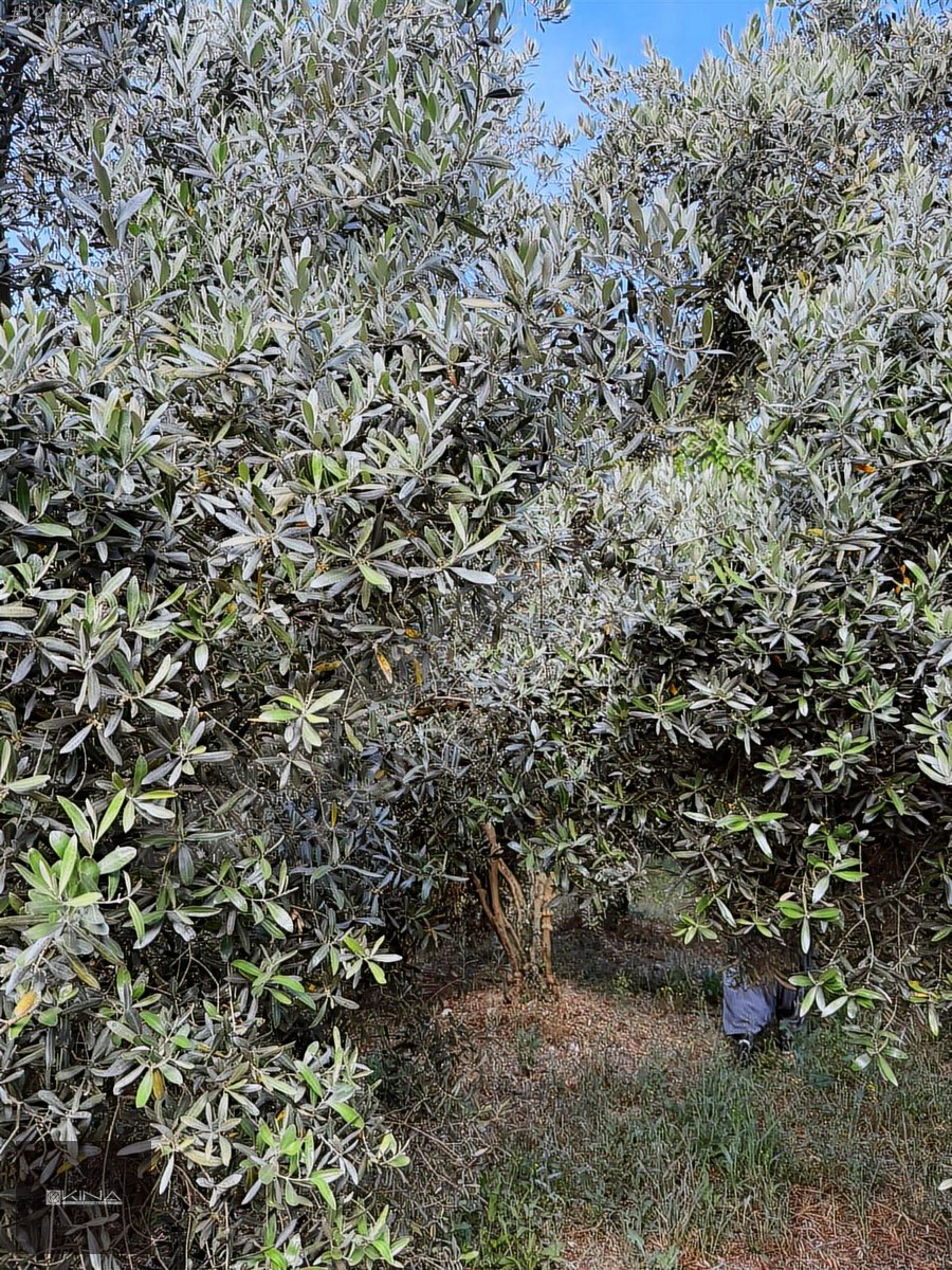 MUT - SİLİFKE KARAYOLUNA 250 M MESAFEDE SATILIK BAHÇE - MERSİN MUT fotoğraf 24