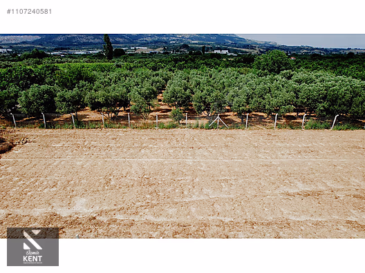 Kemalpaşa Aşağıkızılca Satılık Bahçe 1.200 m2 Tek Tapu - İZMİR KEMALPAŞA fotoğraf 36