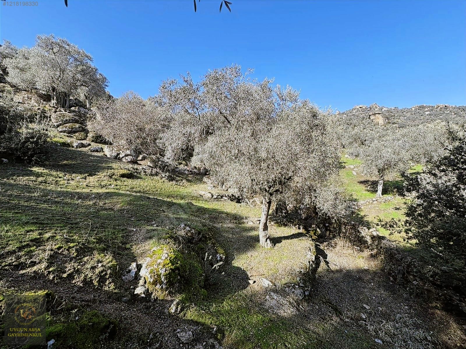 AYDIN KARPUZLU MERKEZ'DE 21.050 M2 ANA YOLA CEPHE ZEYTİNLİK - AYDIN KARPUZLU fotoğraf 30