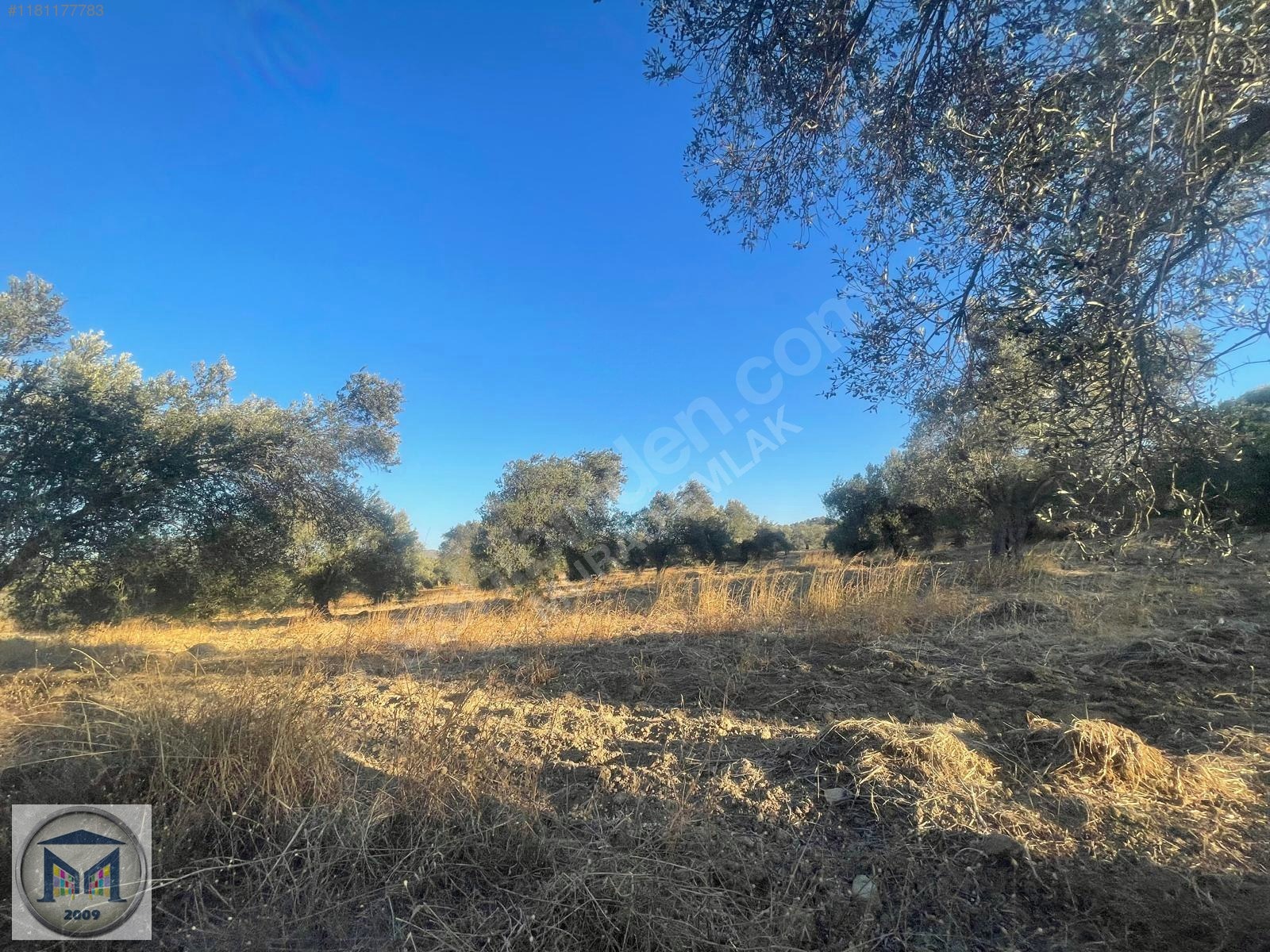 PELİTKÖY SAHİLDE İMARA 650 METRE SATILIK 6.500M2 ZEYTİNLİK - BALIKESİR BURHANİYE fotoğraf 17