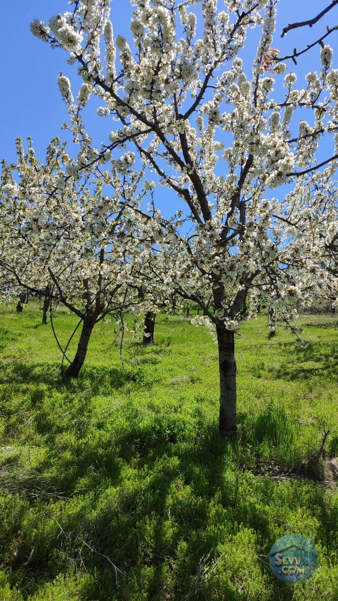 Satılık Meyve Bahçesi Kiraz, Ceviz, Vişne Ağaçlı, Yola Cepheli - Kütahya Şaphane fotoğraf 3