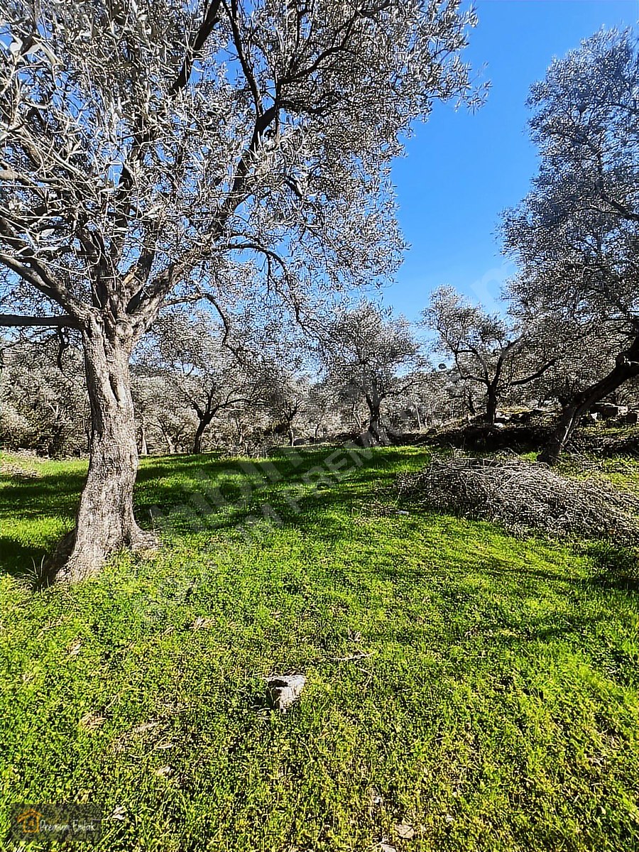 MİLAS KARACAHİSARDA KÖY İÇİ KAĞİR EV VE 980 M2 ARSASI - MUĞLA MİLAS fotoğraf 25