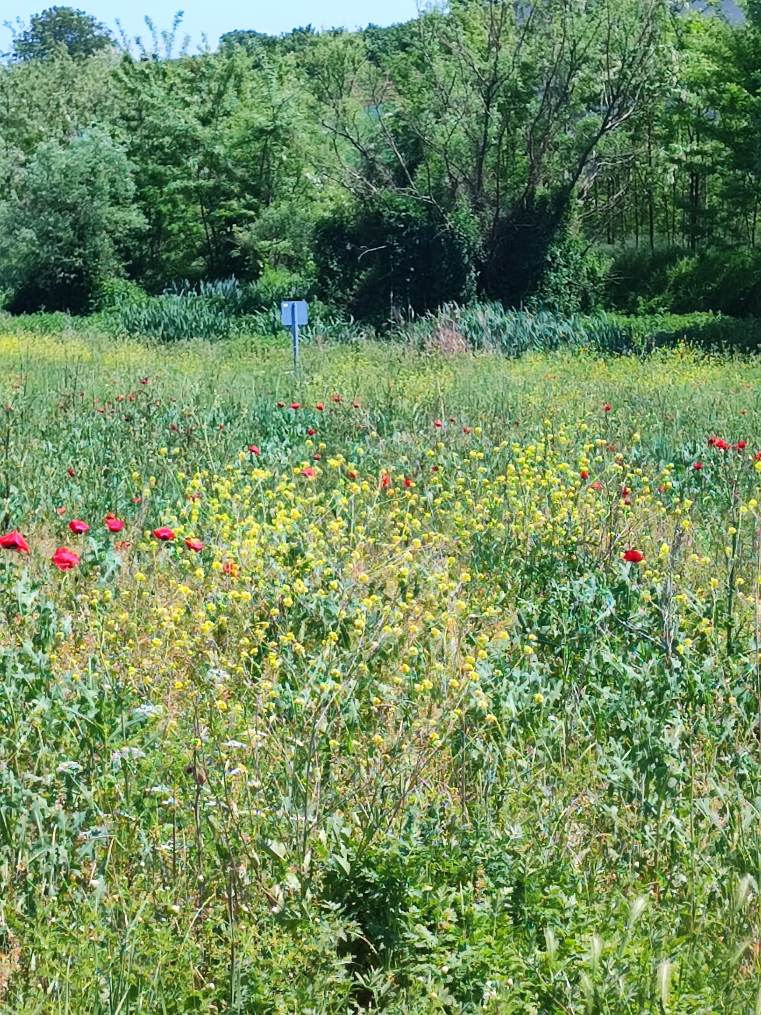 sahibinden arsa - BURSA İNEGÖL fotoğraf 4