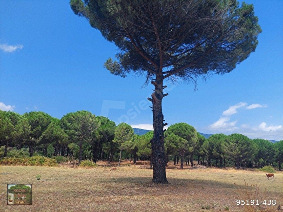 BERGAMA KARAVELİLER MAH DE 9975 M2 FISTIKLI TARLA PARSEL YOLLU MANZARALI - İZMİR BERGAMA fotoğraf 7