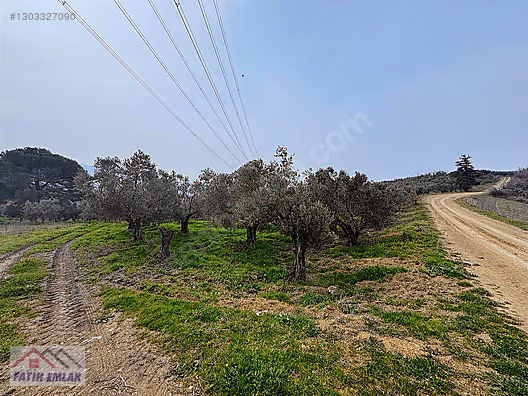 GEMLİK MURATOBA KÖYÜNDE 4695m² SATILIK ZEYTİNLİK - BURSA GEMLİK fotoğraf 29