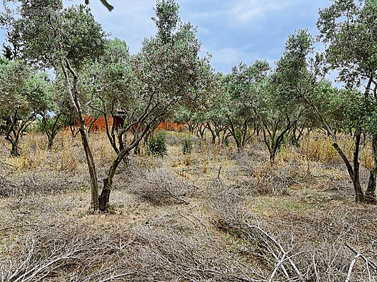 ARYA'DAN EDREMİT ÇIKRIKÇI'DA 5000 M2 TARLA - BALIKESİR EDREMİT fotoğraf 10