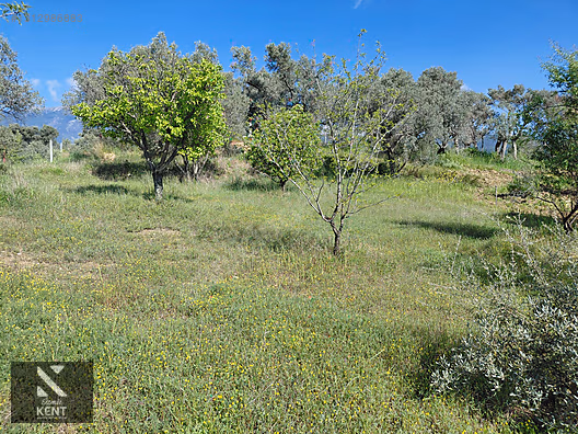 Kemalpaşa Dereköy'de Satılık 4850 m2 Bahçe - İZMİR KEMALPAŞA fotoğraf 23