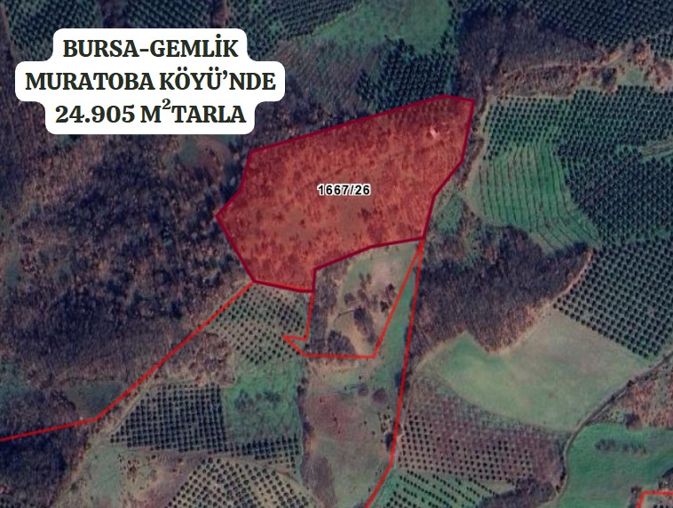 BURSA GEMLİK MURATOBA KÖYÜ’NDE 24.905 M²TARLA SATILIKTIR - BURSA GEMLİK fotoğraf 2