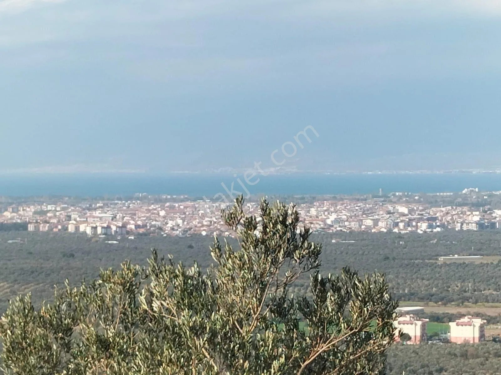Burhaniye Börezli Köyüne 47 Dönüm Zeytinlik Satılıktır. - BALIKESİR BURHANİYE fotoğraf 20