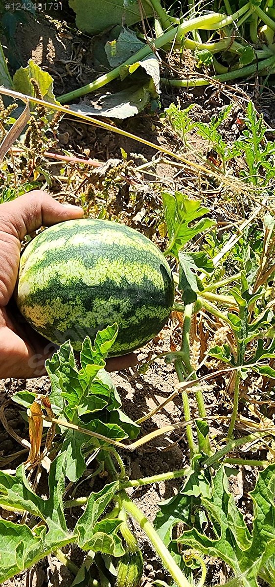 Sahibinden Satılık Tarla %5 İmar - SUYU, YOLU ELEKTRİĞİ MEVCUT - BURSA ORHANELİ fotoğraf 15