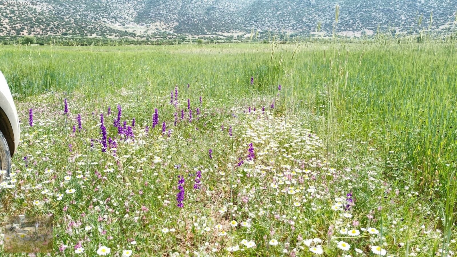 acil satilik!Yazıra datköye komşu imecikte;669m tek tapu yerimiz - ANTALYA KORKUTELİ fotoğraf 12