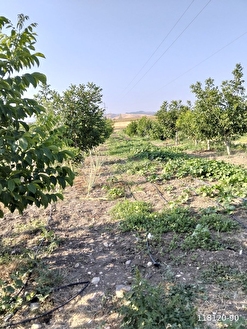 Amasya ,gediksarayda satılık çiftlik - AMASYA GÖYNÜCEK fotoğraf 2