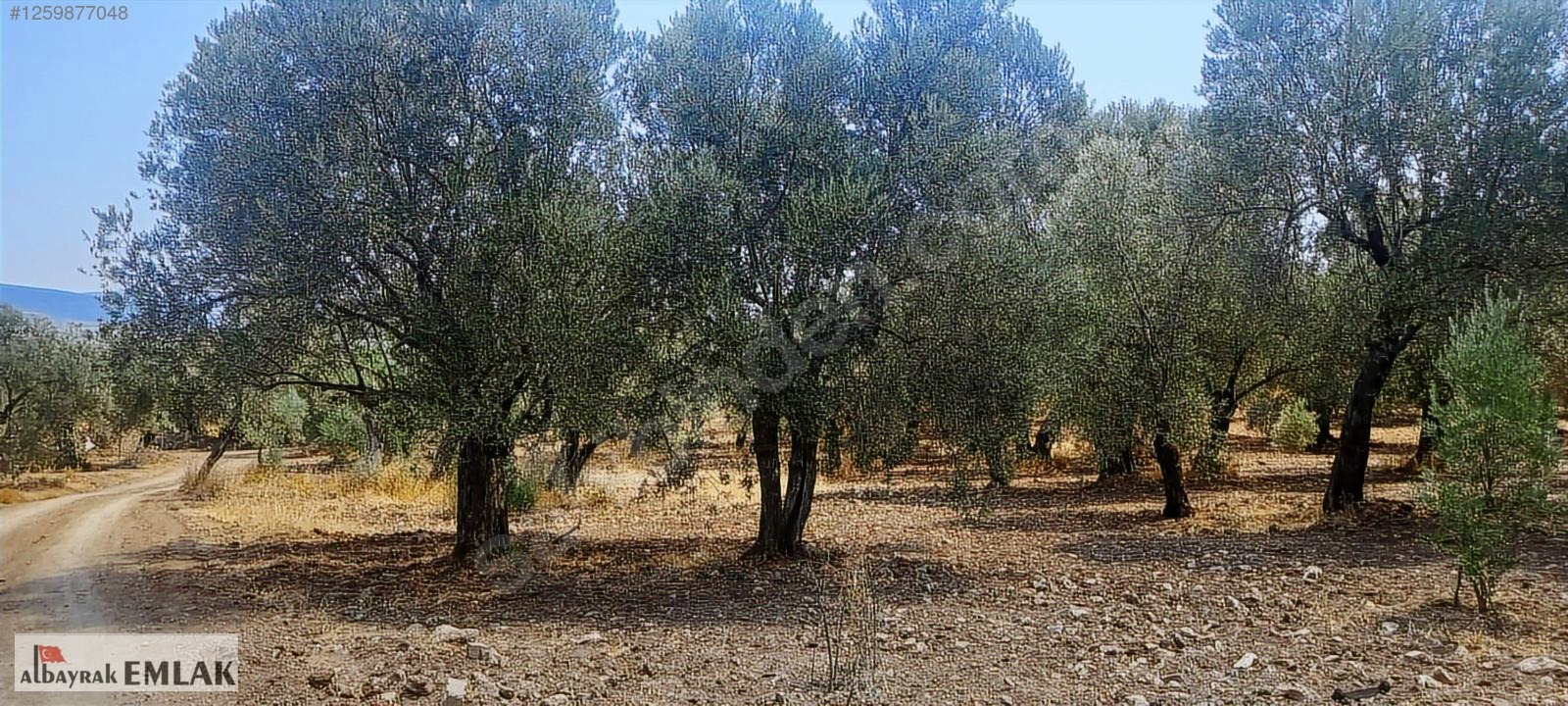 MANİSA SARUHANLI DA SATILIK 3.800 M2 BAKIMLI ZEYTİNLİK 1.280.000 - MANİSA SARUHANLI fotoğraf 8