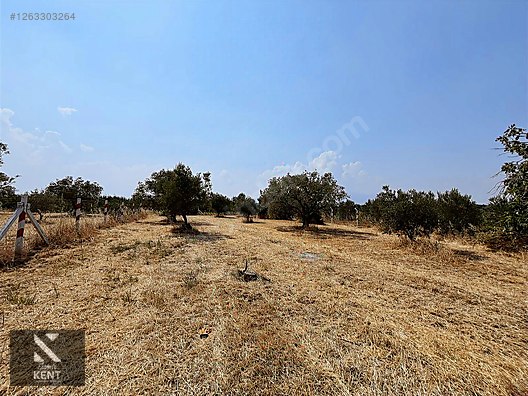 Kemalpaşa Bağyurdu Satılık 5650 m2 Bahçe - İZMİR KEMALPAŞA fotoğraf 2