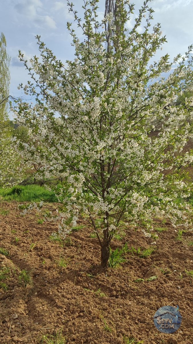 Satılık 579m² Meyve Bahçesi (Kütahya/Şaphane Karaağıl Mah.) - Kütahya Şaphane fotoğraf 4