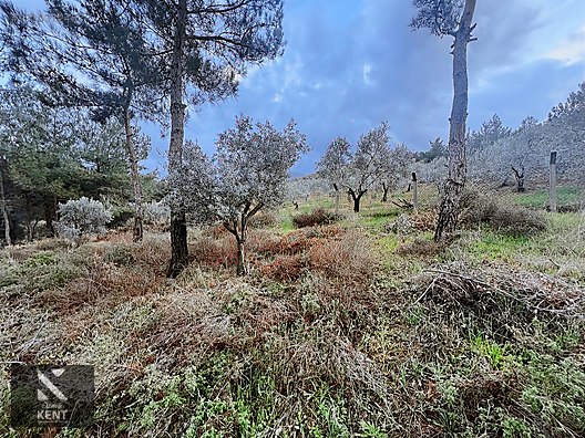 Kemalpaşa Armutlu Hürriyet Mah. Satılık 1.950 m2 Bahçe - İZMİR KEMALPAŞA fotoğraf 20