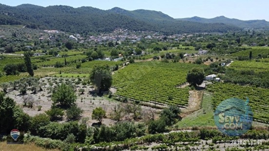 KUŞADASI KİRAZLI da SATILIK ÜZÜM BAĞI ANA YOLA YAKIN - AYDIN KUŞADASI fotoğraf 8