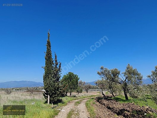 HAVRAN MESCİT MAHALLESİ OTOYOLA YAKIN 10 DÖNÜM SATIILIK ZEYTİNLİ - BALIKESİR HAVRAN fotoğraf 8