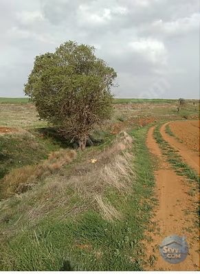 GELECEĞİ PARLAK GÜZEL KONUMDA MÜSTAKİL TARLA - AFYONKARAHİSAR İHSANİYE fotoğraf 2