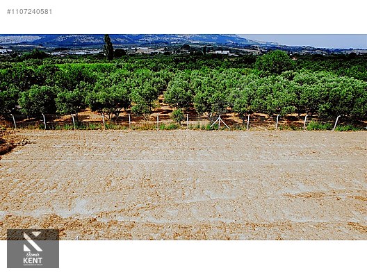 Kemalpaşa Aşağıkızılca Satılık Bahçe 1.200 m2 Tek Tapu - İZMİR KEMALPAŞA fotoğraf 34