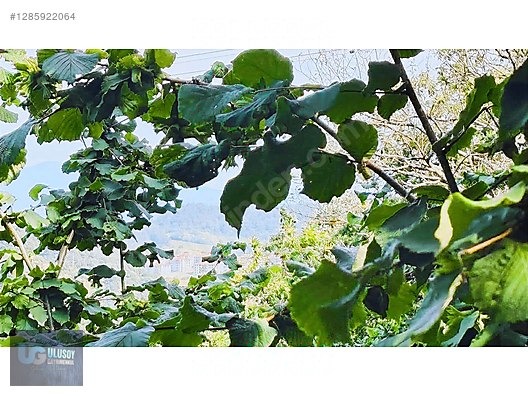 4,5 DÖNÜM FINDIK TARLASI - BARTIN MERKEZ fotoğraf 2