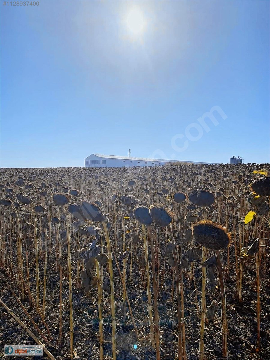 Bandırma Akçapınarda Yatırımlık Satılık 7.700 m2 Arazi. - BALIKESİR BANDIRMA fotoğraf 10