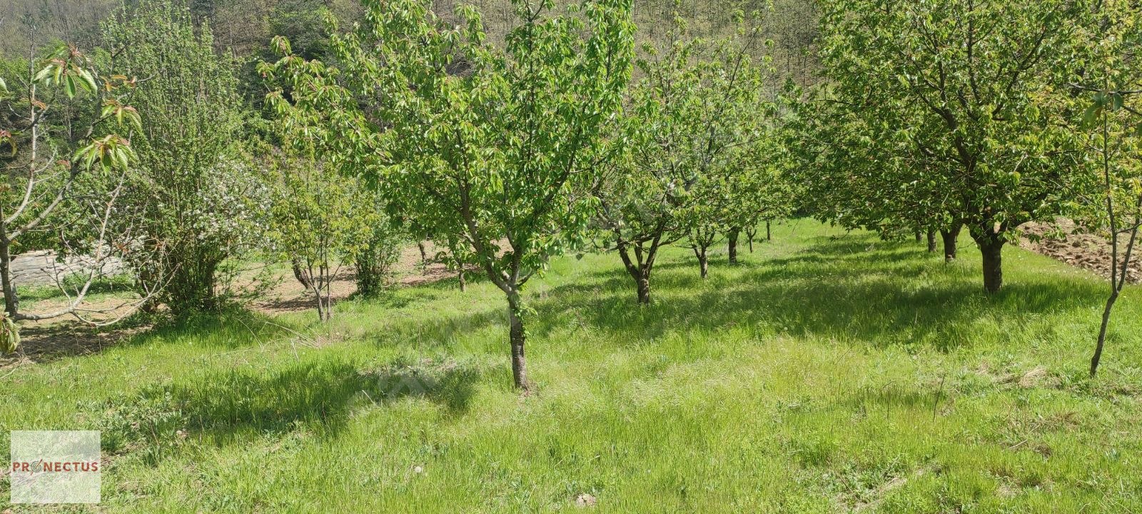 YÖRÜKLER MAHALLESİNDE RESMİ YOLA CEPHE 1186 M2 KİRAZ BAHÇESİ - BURSA İZNİK fotoğraf 7