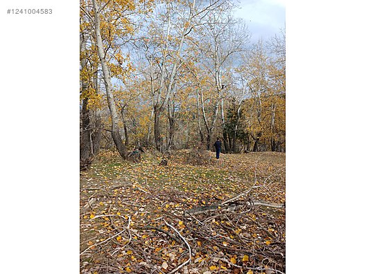 DENİZLİ BABADAĞ KELLECİ KÖYÜNDE  1.586 M²  BAĞ SATILIKTIR - DENİZLİ BABADAĞ fotoğraf 4