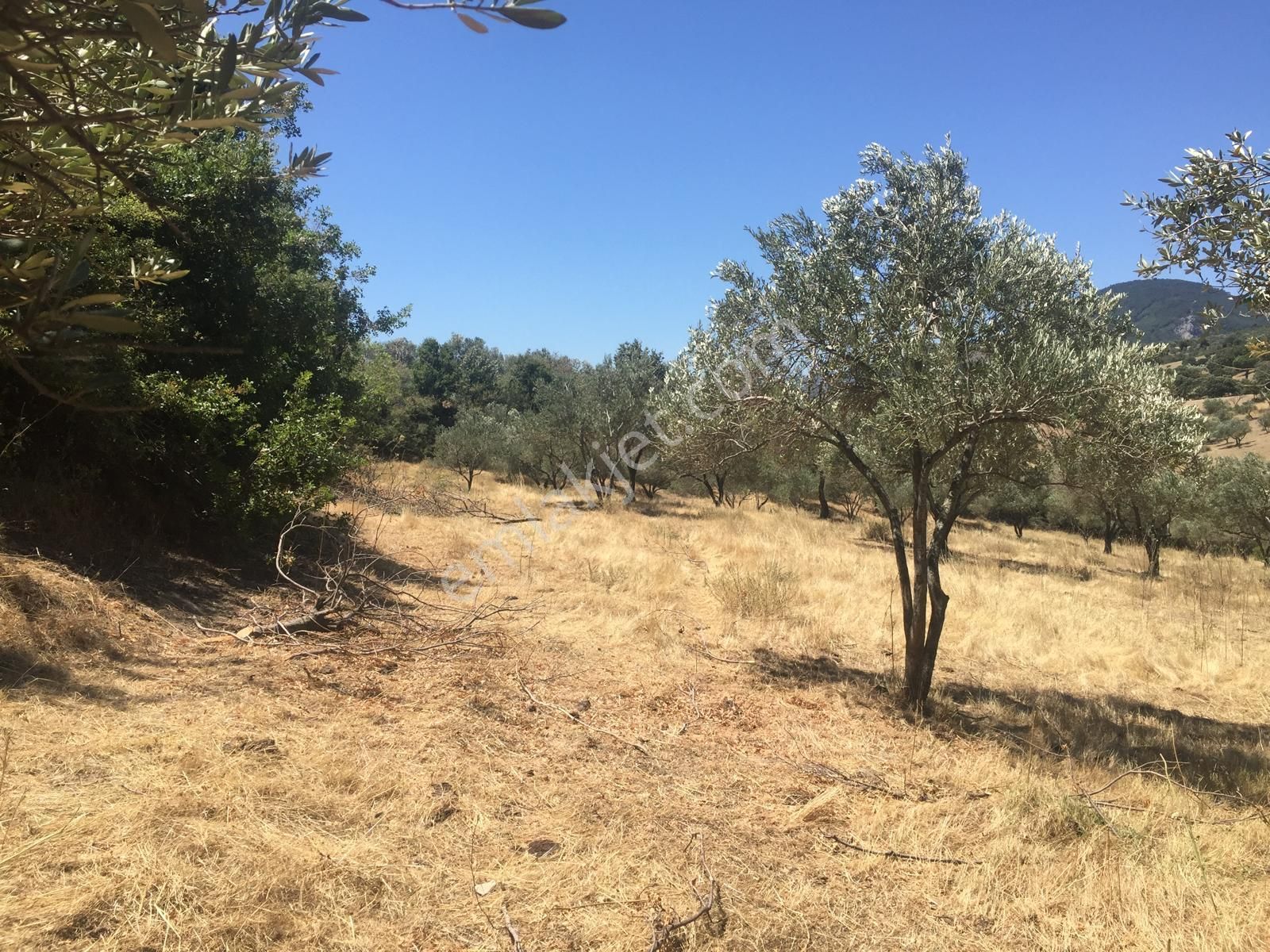 Bergama Katrancı Köyünde Satılık Zeytinlik - İZMİR BERGAMA fotoğraf 4