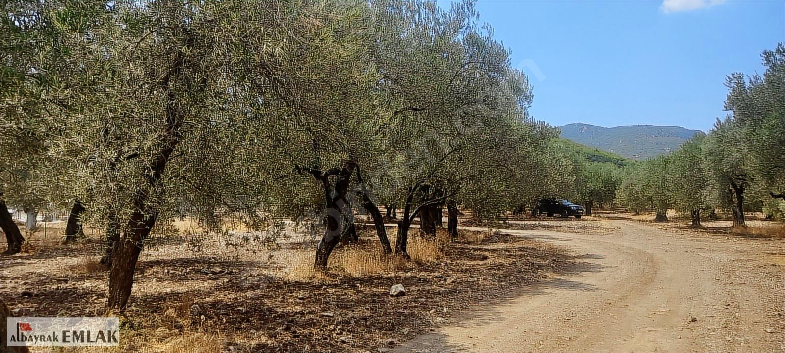 MANİSA SARUHANLI DA SATILIK 3.800 M2 BAKIMLI ZEYTİNLİK 1.280.000 - MANİSA SARUHANLI fotoğraf 9