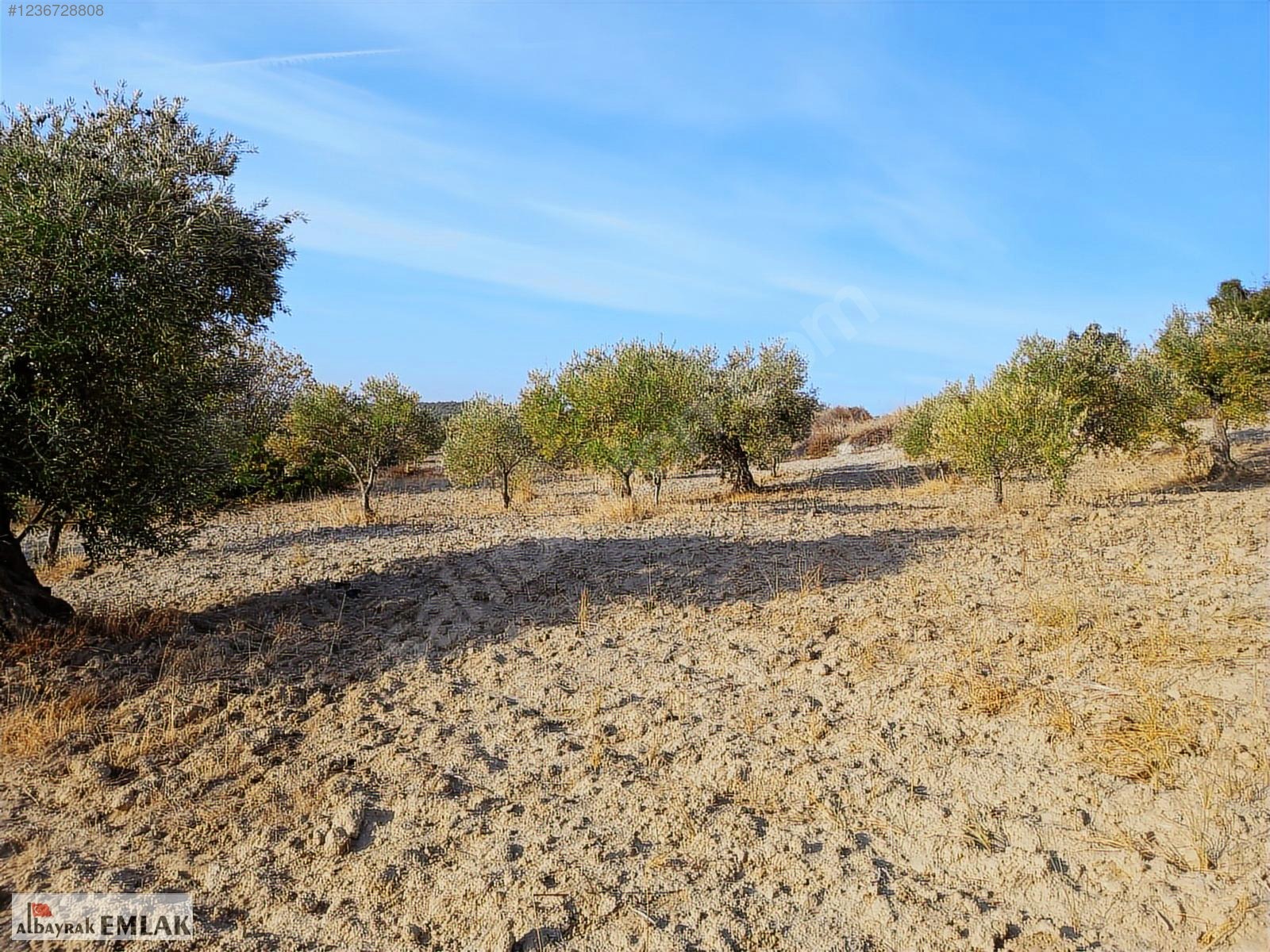 SARUHANLI HACIMUSA DA SATILIK 8.000 M2 ZEYTİNLİK 1.700.000 TL - MANİSA SARUHANLI fotoğraf 14