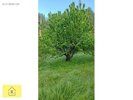 GELECEĞE YATIRIMLIK 6274m² KİRAZ BAHÇESİ - KÜTAHYA ŞAPHANE fotoğraf 8