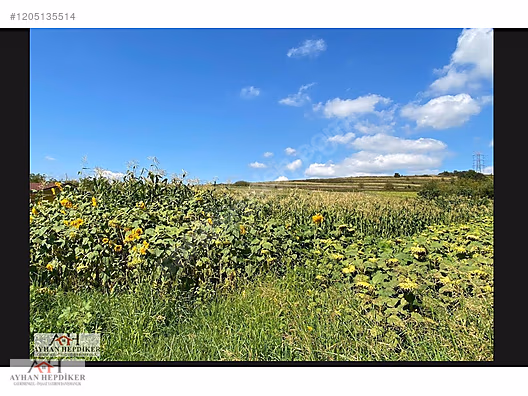 AYHAN HEPDİKER DEN SALMANLIDA ASVALT YOLA CEPHELİ 1.377m2 TARLA - SAKARYA ADAPAZARI fotoğraf 14