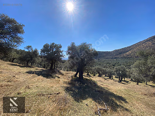Bayındır Yusuflu Satılık 6050 m2 Zeytinlik Tek Tapu - İZMİR BAYINDIR fotoğraf 34