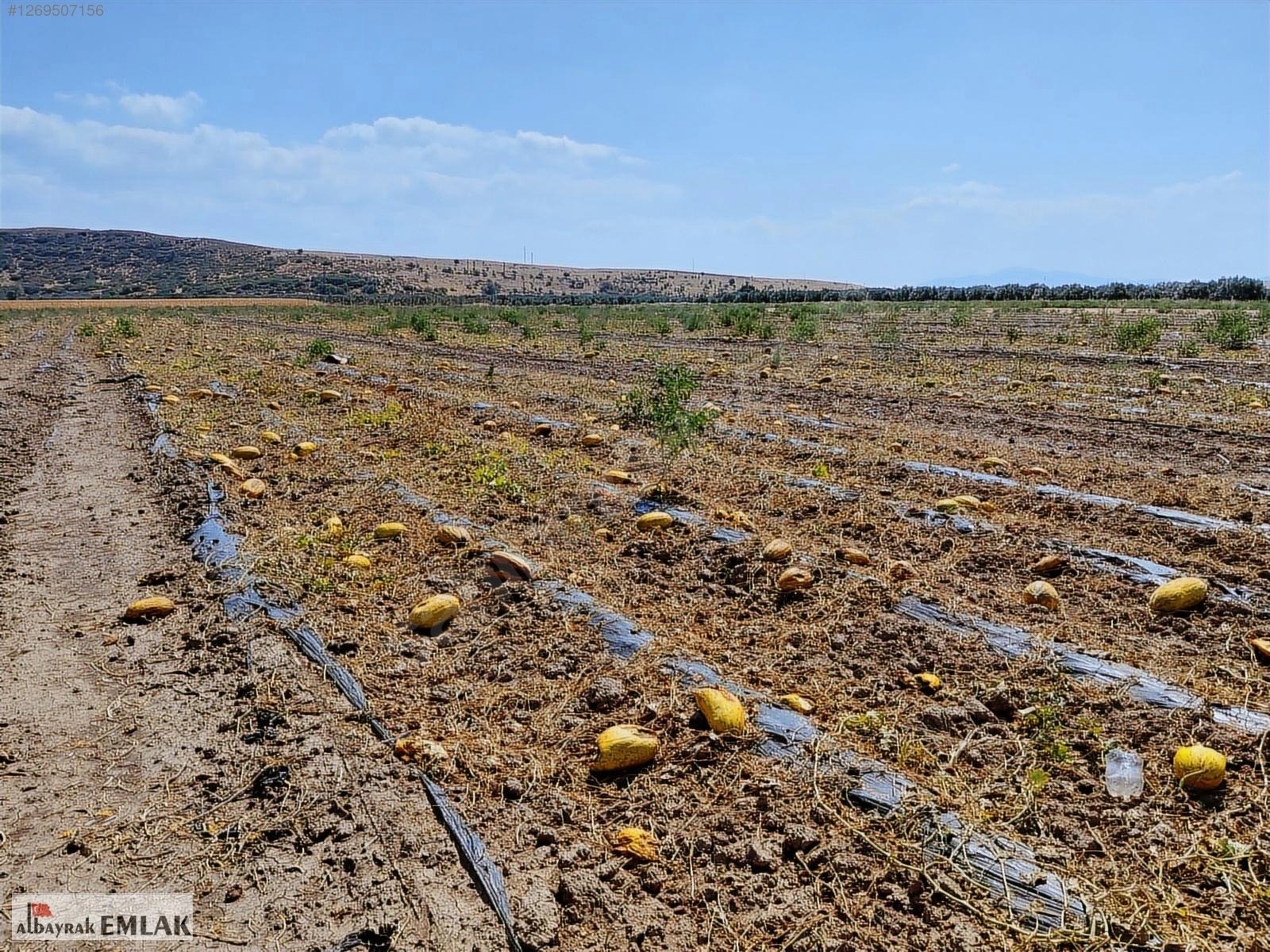 AKHİSAR DA SATILIK 52.000 M2 BAĞ VE BOŞ TARLA SU ELEKTRİK VAR - MANİSA AKHİSAR fotoğraf 4