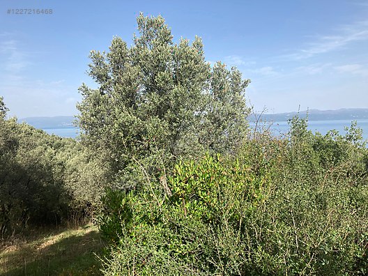 BURSA İZNİK MUSTAFALI KÖYÜNDE 2.654 M² ZEYTİNLİK SATILIKTIR - BURSA İZNİK fotoğraf 6